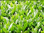 �����̂�