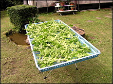 �Ԉ�����