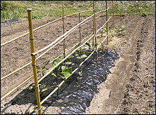 �֎q�ӉZ �s�[�}��