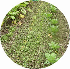 ���� �L���x�c