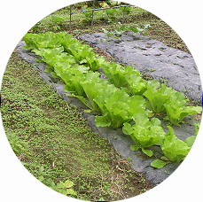 ���؂Ԃ����