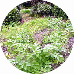 ���Ⴊ �l�Q