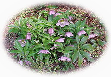 �N���X�}�X���[�Y