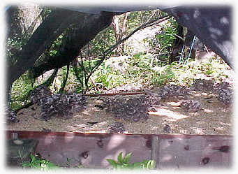 �ǂ�ǂ�o��