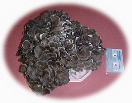 �傫������