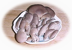 �V�R����